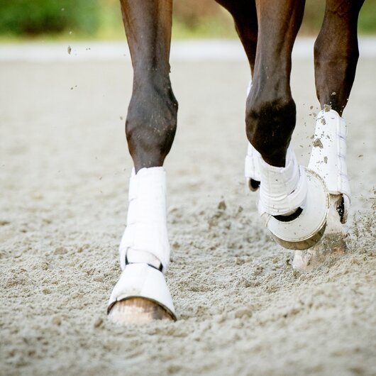 Front legs of a horse wearing white leg wraps, moving across a sandy riding arena.