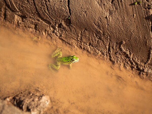 Green frog on the sustainability page of Wellmersdorfer Quarzsand