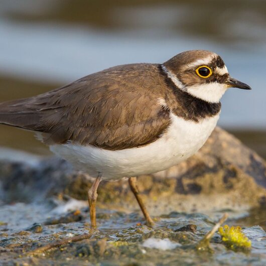 A little ringed plover stands by the water’s edge, showing brown and white plumage with a distinctive yellow eye ring.